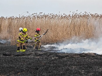 >Kolejny pożar trzcinowiska