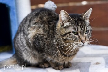 >Galeria pod psem i kotem (Odc.46)