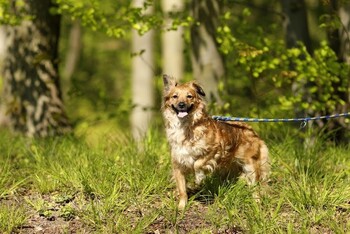 >Galeria pod psem i kotem - odcinek 99